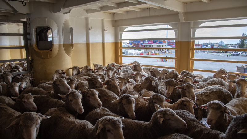 Livestock Trading Export & import in Syria