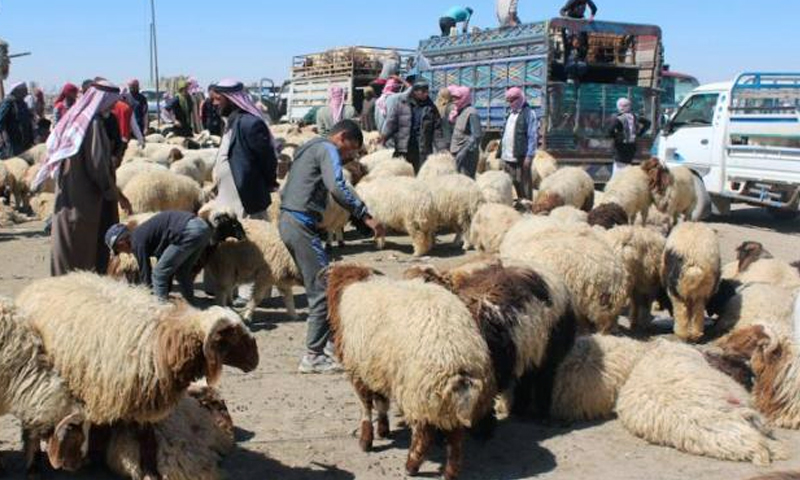 Livestock Trading Syria